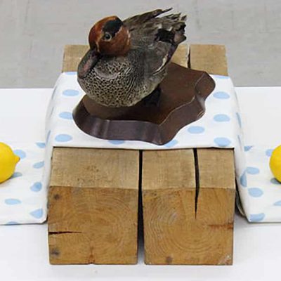 基本デッサン「カモの剥製のある静物」