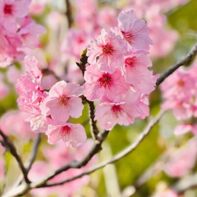 4/17(木)1学期スタート!入学生募集中!