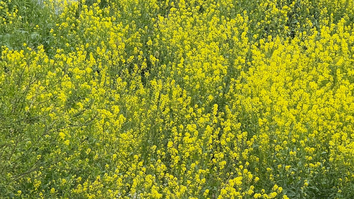 4/16(木)新年度スタートのお知らせ