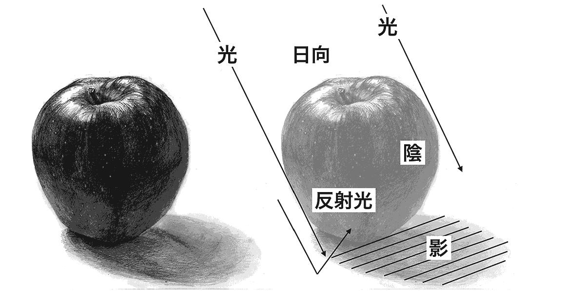 デッサンの基礎 光と陰影 美大受験予備校 難関美大への現役合格なら横浜美術学院