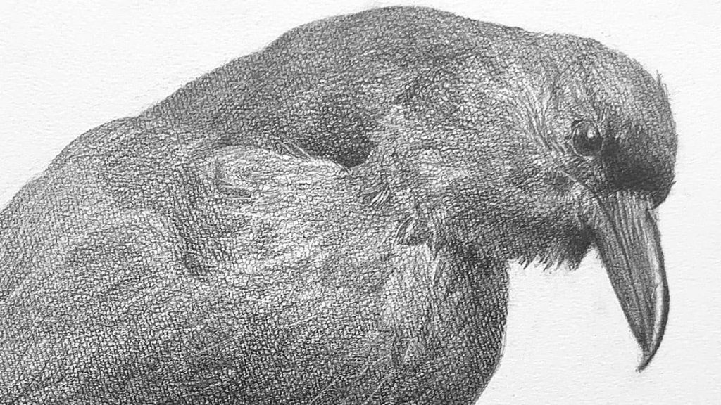 「カラスの剥製」:制作プロセス