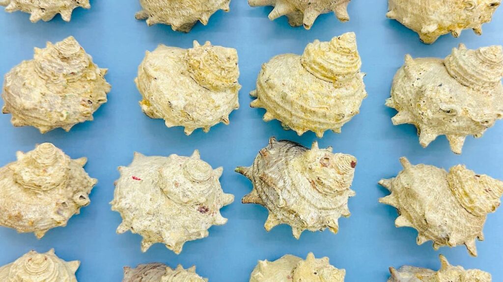 お悩み相談：描いていた花が枯れてしまった…どうすれば？